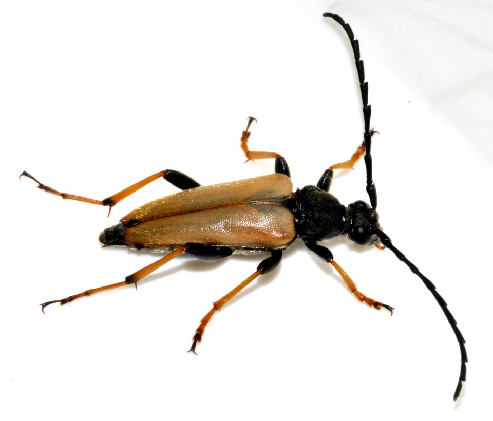 Stictoleptura-rubra-11-fws