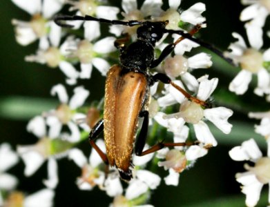 Stictoleptura-rubra-01-fws