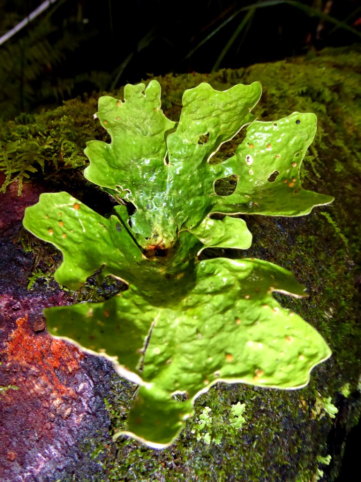 Sticta latifrons by Peter de Lange