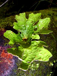Sticta latifrons by Peter de Lange
