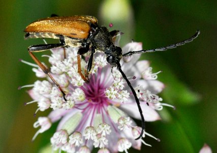 Stictoleptura-rubra-05-fws