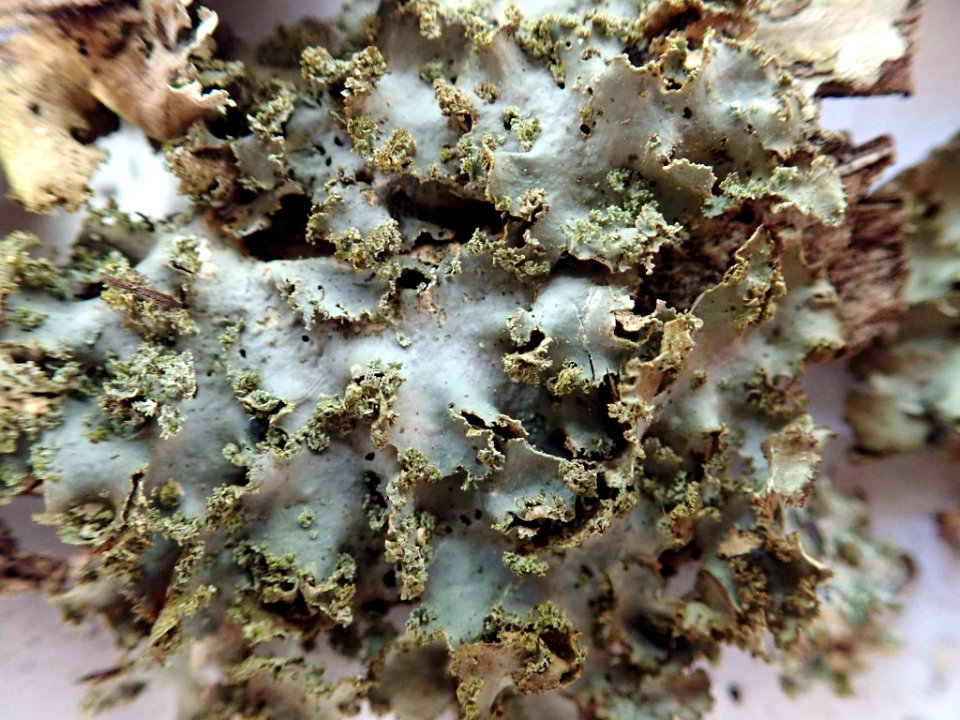 Sticta babingtonii 59715437