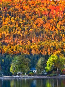 Warm colors foliage mountain photo