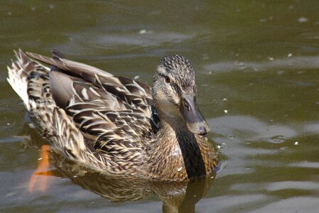 Water waters pond pour photo