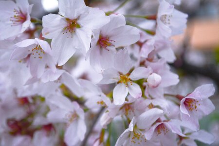 Cherry blossoms petal spring