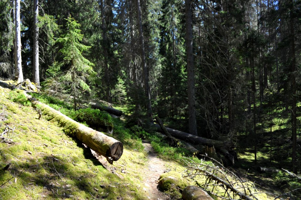 Stig på skrå - Fjellskäfte