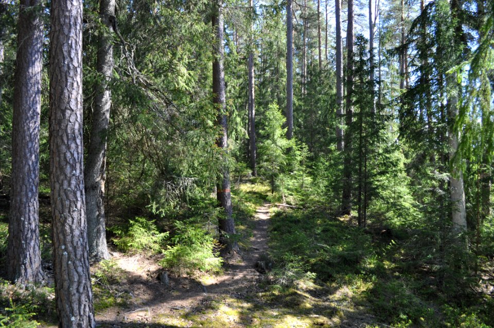 Stig - Fjellskäfte 2