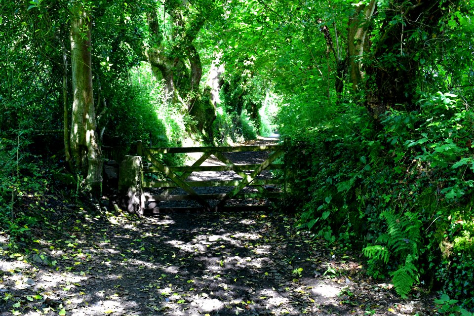 Sticklepath (2021-06-30) 51