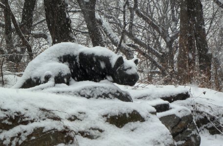 Still Hunt snowing jeh