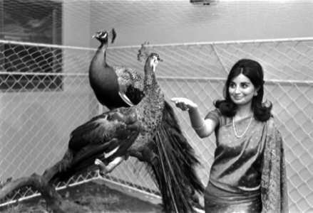Stewardess van Air India met het pauwenpaar, dat Prins Willem Alexander aangebod, Bestanddeelnr 922-2572