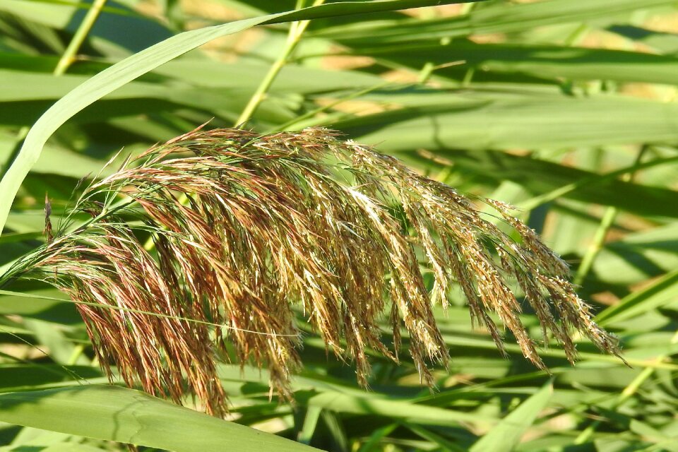 Plant seeds landscape