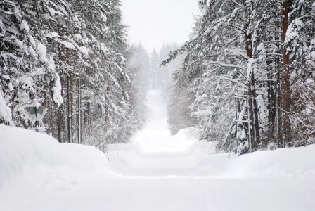 Tree sweden winter landscape