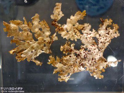 Sticta nylanderiana - National Museum of Nature and Science, Tokyo - DSC07589