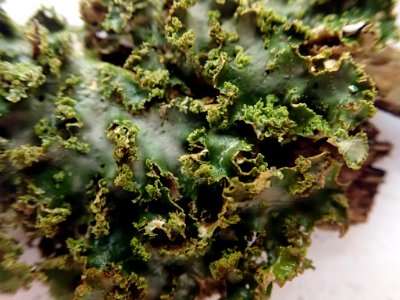 Sticta babingtonii 59715548