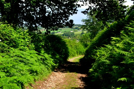 Sticklepath (2021-06-30) 55