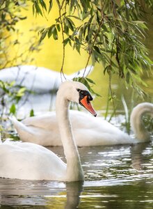 Swans water white photo