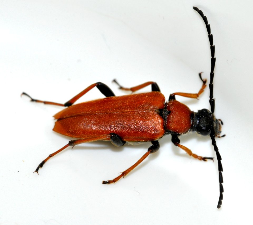 Stictoleptura-rubra-09-fws