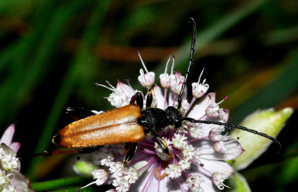 Stictoleptura-rubra-04-fws