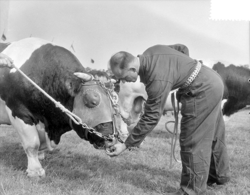 Stierenkeuring Den Bosch, Bestanddeelnr 906-6952