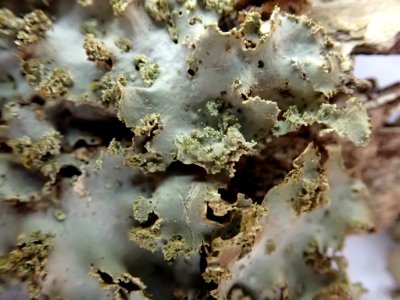 Sticta babingtonii 59715435