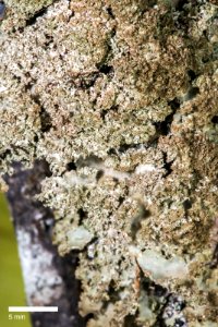 Sticta babingtonii 1772978