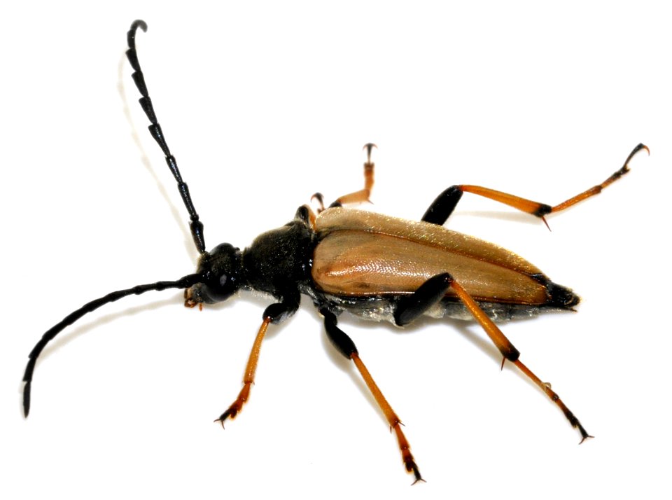 Stictoleptura-rubra-12-fws