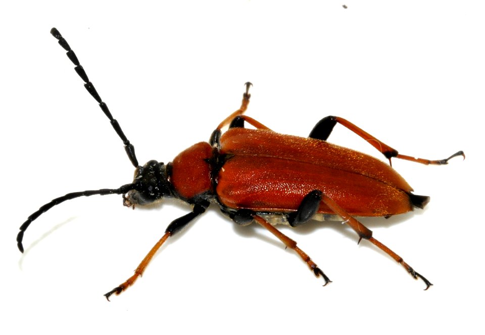 Stictoleptura-rubra-19-fws