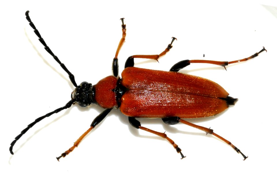 Stictoleptura-rubra-18-fws
