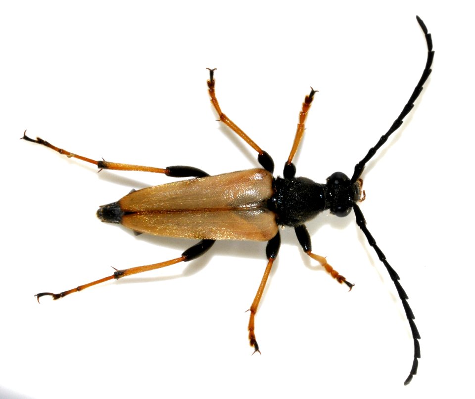 Stictoleptura-rubra-15-fws