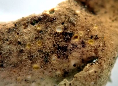 Sticta babingtonii 59715551