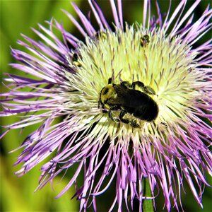 Bumble bee hiking north texas