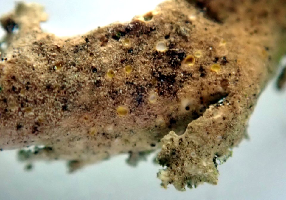 Sticta babingtonii 59715553