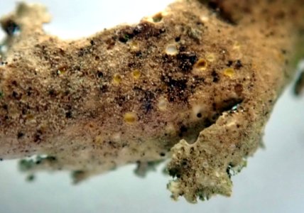 Sticta babingtonii 59715553