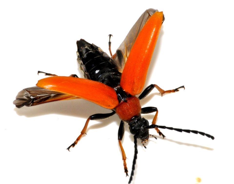 Stictoleptura-rubra-21-fws