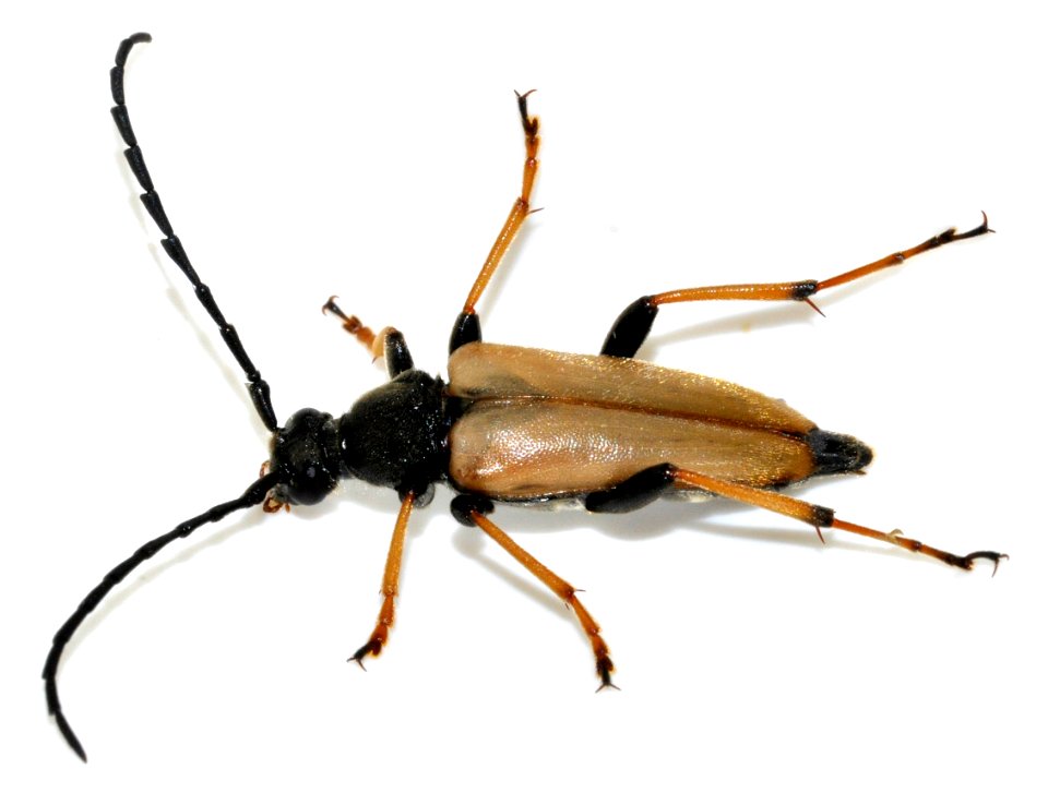 Stictoleptura-rubra-16-fws