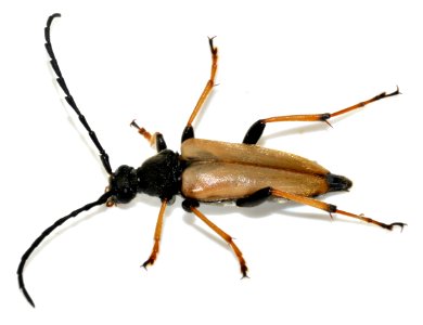 Stictoleptura-rubra-16-fws