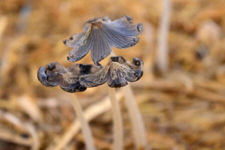 Autumn small mushroom mushroom on haystack