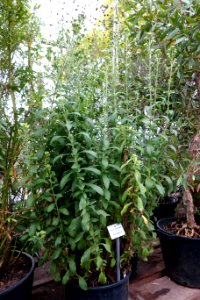 Stevia rebaudiana - Botanischer Garten, Dresden, Germany - DSC08455