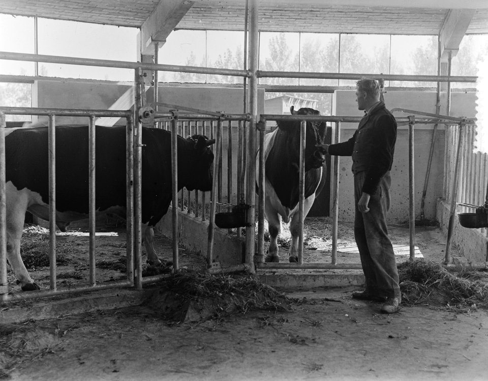Stierenstal Zuiderwoude interieur, Bestanddeelnr 904-7926