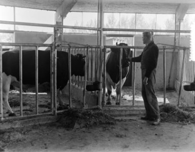 Stierenstal Zuiderwoude interieur, Bestanddeelnr 904-7926