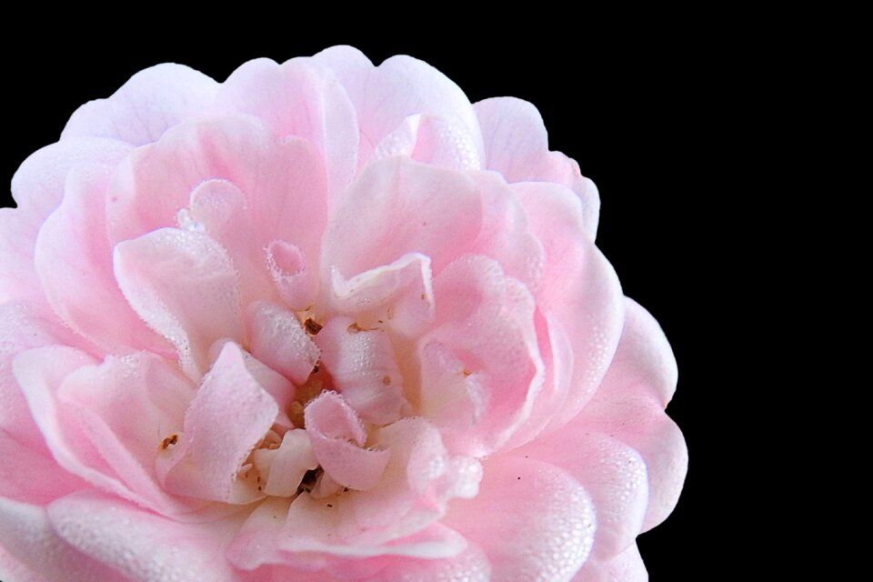 Dewdrop blossom bloom