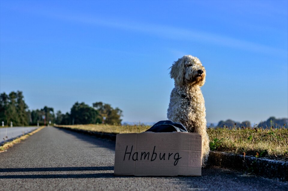 Road travel wanderer