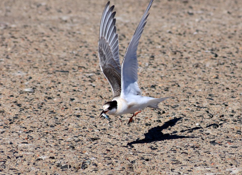 Sterna hirundo Hailuoto 20160803 01