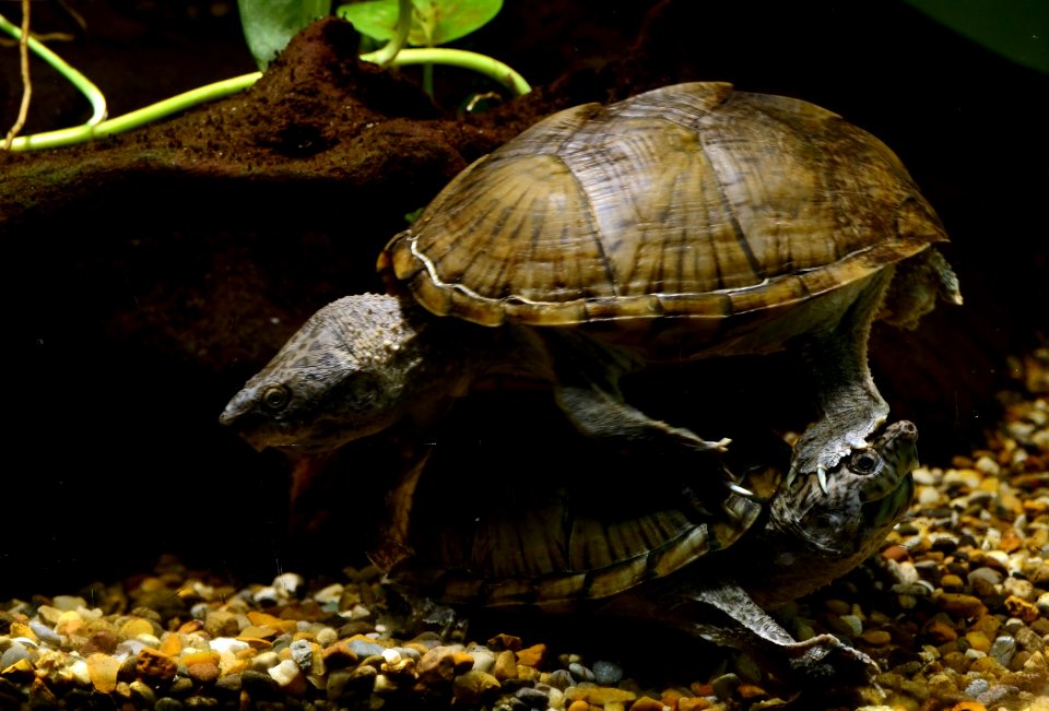 Sternotherus carinatus Vivarium Tournai 27122015 2