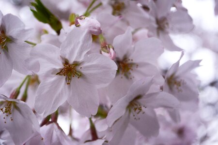 Spring japan spring flowers