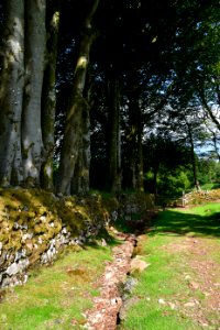 Sticklepath (2021-06-30) 53