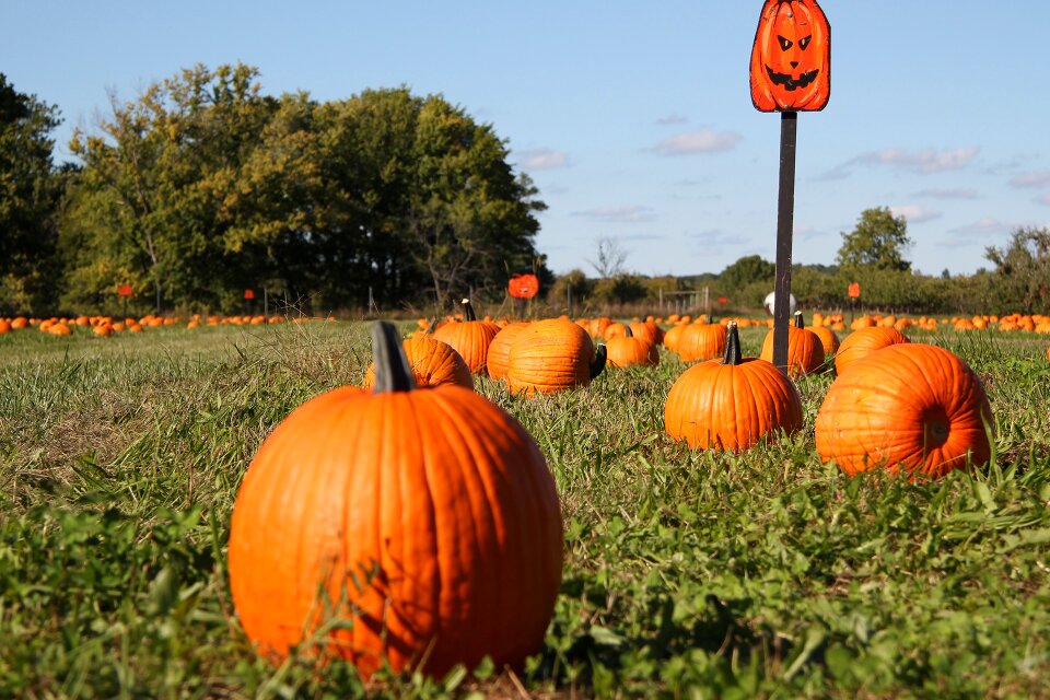 Autumn harvest farm photo