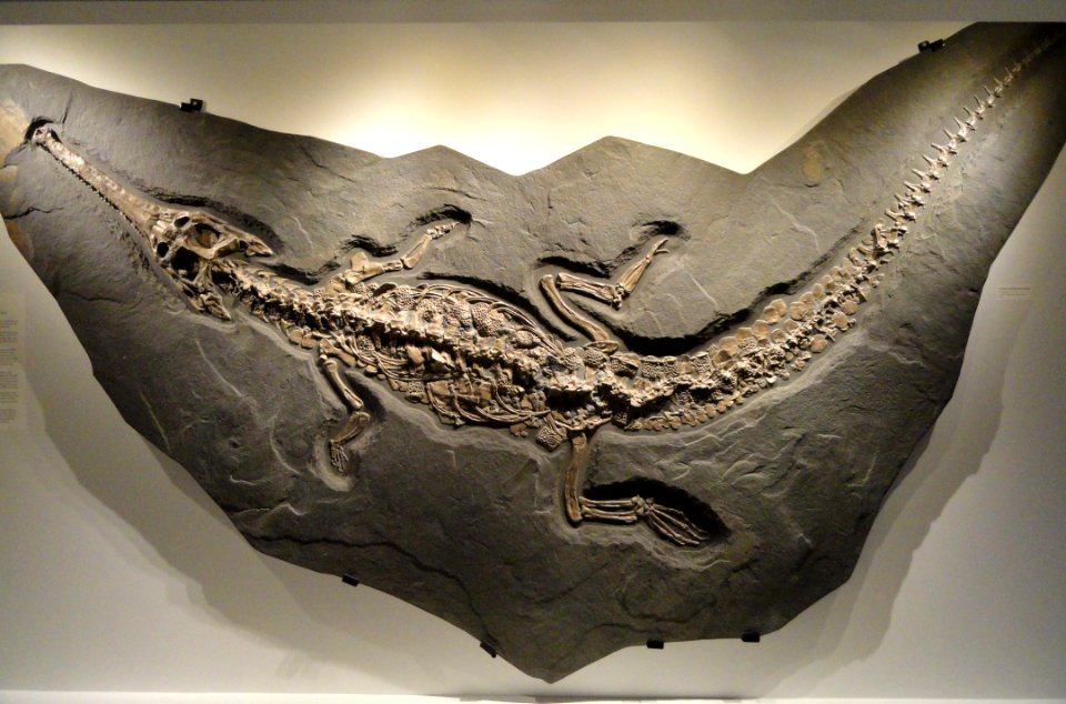 Steneosaurus bollensis, view 1, Early Jurassic, Toarcian Age, Posidonia Shale, Holzmaden, Baden-Wurttemberg, Germany - Houston Museum of Natural Science - DSC01844
