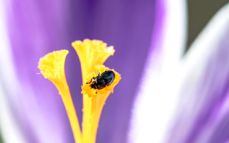 Beetle small beetle the flowering stem of a crocus