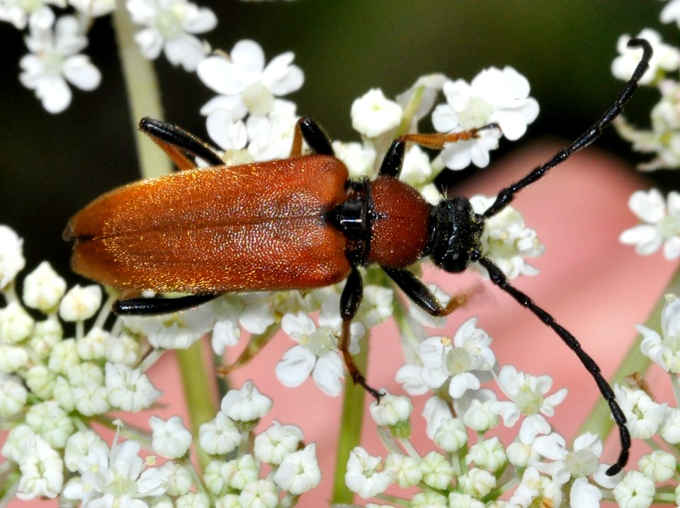 Stictoleptura-rubra-03-fws